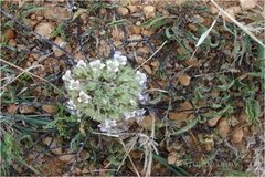 Lepidagathis subarmata